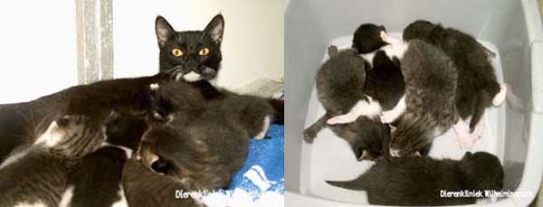 Moeders is de kittens aan het voeden. Rechter foto: ze passen nog in een bakje, later niet meer